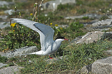 Küste