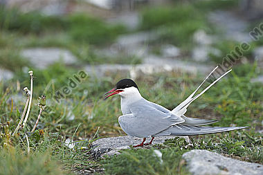 Küste