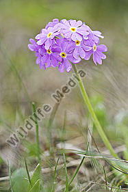 Asteridae