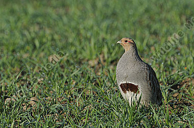 Aves