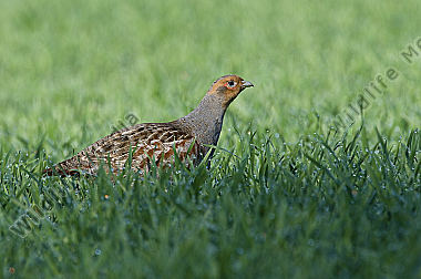 Aves