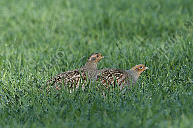 Aves