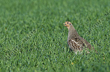 Aves