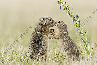 Ziesel