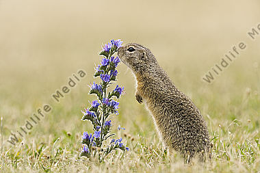 Ziesel