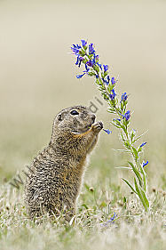 Ziesel