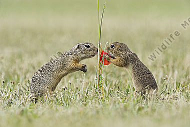 Ziesel