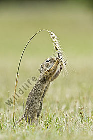 Ziesel
