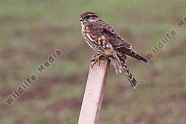 Merlin