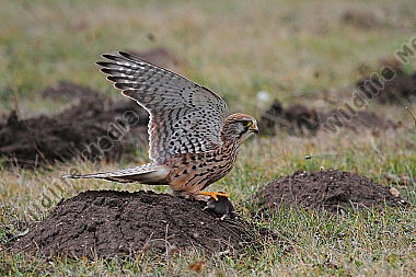 Turmfalke Weibchen