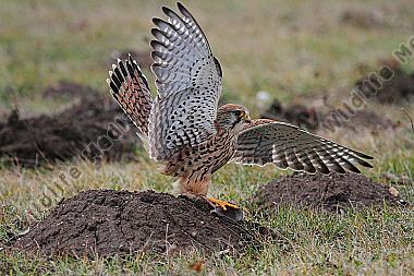 Turmfalke Weibchen