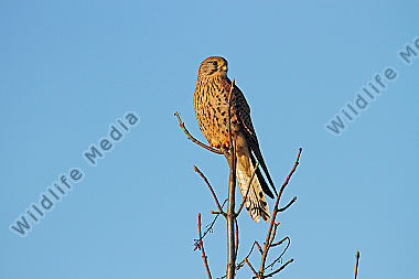 Turmfalke Weibchen