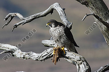 Wanderfalke Weibchen