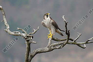 Wanderfalke Weibchen