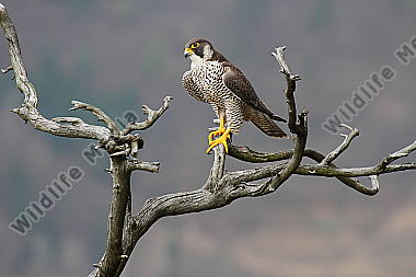 Wanderfalke Weibchen
