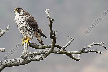 Wanderfalke Weibchen