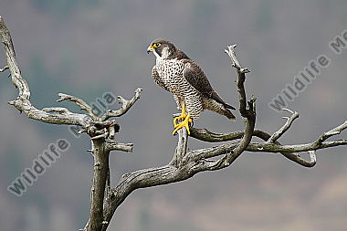 Wanderfalke Weibchen