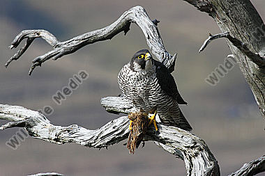 Wanderfalke Weibchen