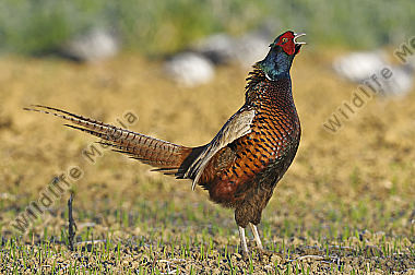Huehnervogel