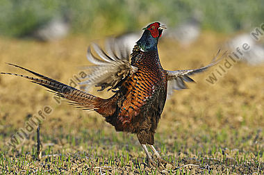 Huehnervogel