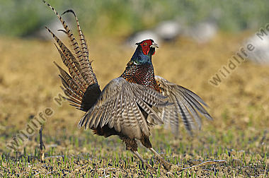 Huehnervogel