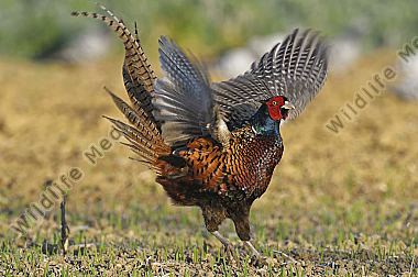 Huehnervogel