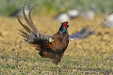 Huehnervogel