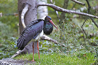 Aves