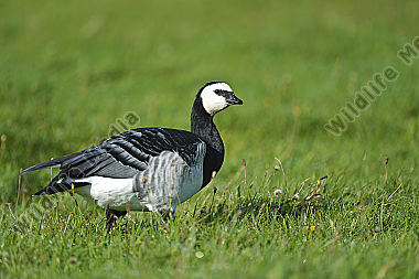 Anatidae