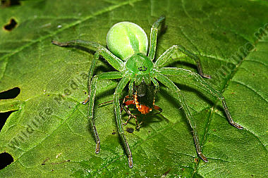 Spinne mit Beute