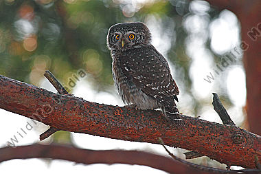 Sperlingskauz Männchen