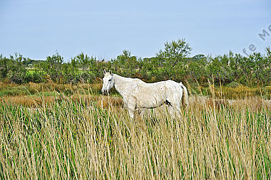 Caballus