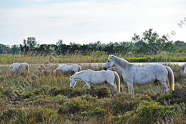 Caballus