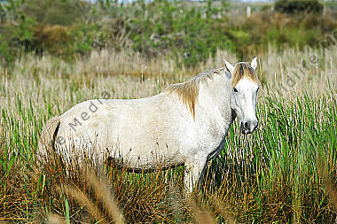 Caballus