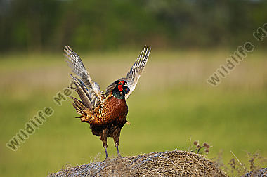 Huehnervogel