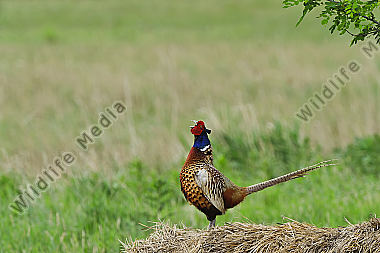 Huehnervogel
