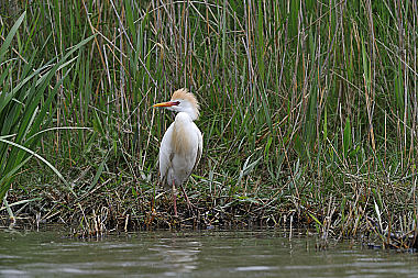 Ardeidae