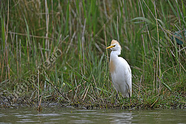Ardeidae