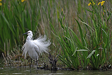 Reiher