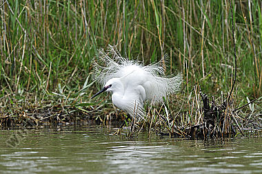 Reiher