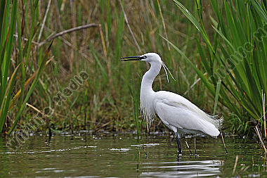 Reiher