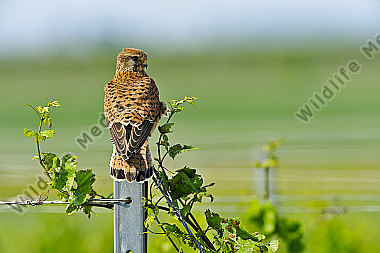 Turmfalke