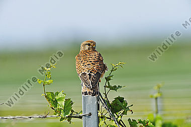 Turmfalke