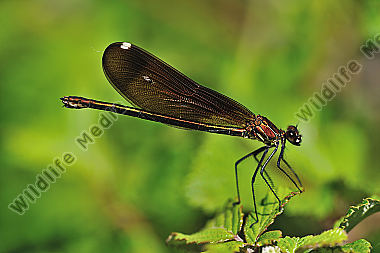 Bronzene Prachtlibelle