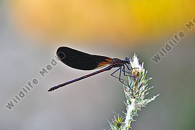 Bronzene Prachtlibelle