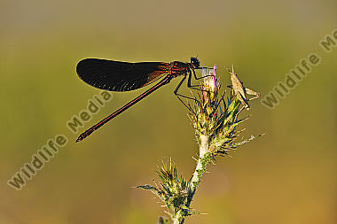Bronzene Prachtlibelle