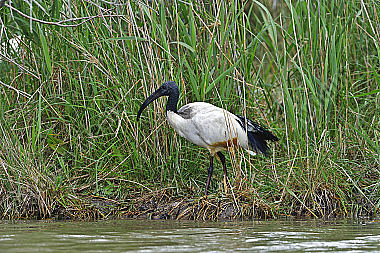 Aethiopicus