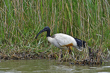 Aethiopicus