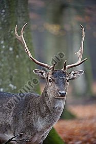Damhirsch