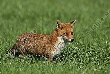 Rotfuchs